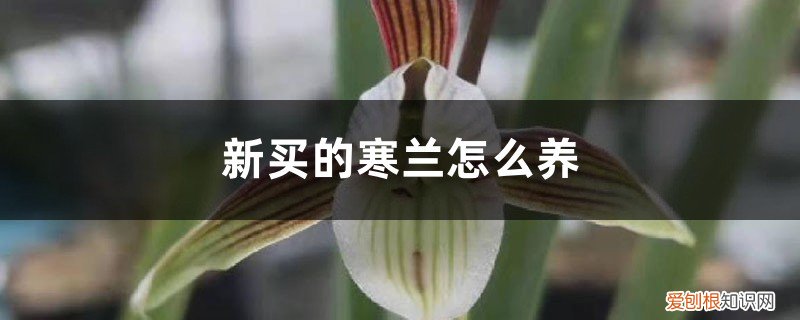 新买的寒兰怎么养好 新买的寒兰怎么养