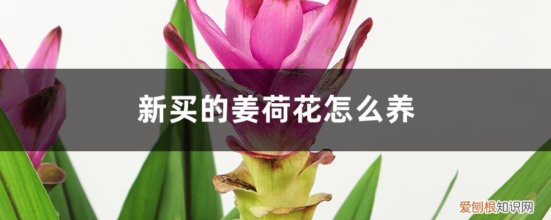 姜荷花好养活吗 新买的姜荷花怎么养