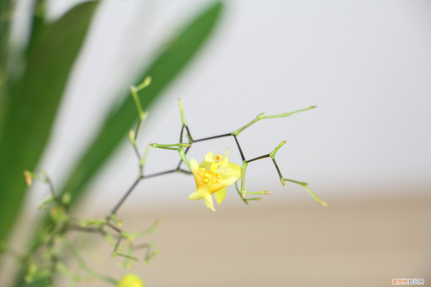 花卉文心兰怎么养 新买的文心兰怎么养