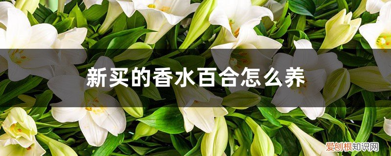 新买的香水百合怎么养活 新买的香水百合怎么养