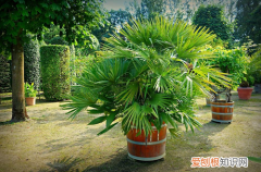 图 盆栽棕榈怎么养护 盆栽棕榈的养护方法有哪些