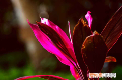 图 盆栽朱蕉怎么养护 盆栽朱蕉的养护方法