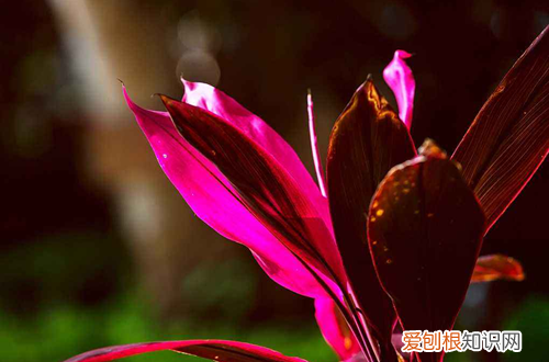 图 盆栽朱蕉怎么养护 盆栽朱蕉的养护方法