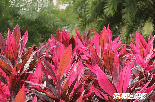 图 盆栽朱蕉怎么养护 盆栽朱蕉的养护方法