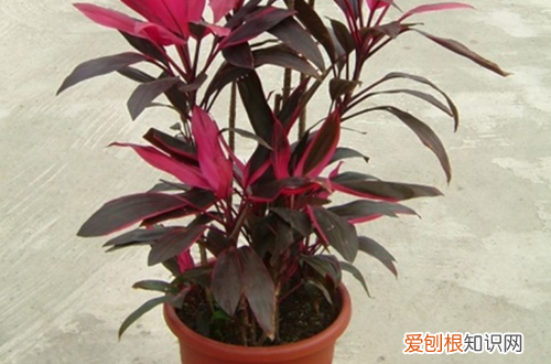图 盆栽朱蕉怎么养护 盆栽朱蕉的养护方法
