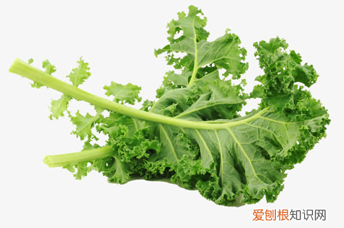 图 如何种植羽衣甘蓝 怎么对羽衣甘蓝进行管理