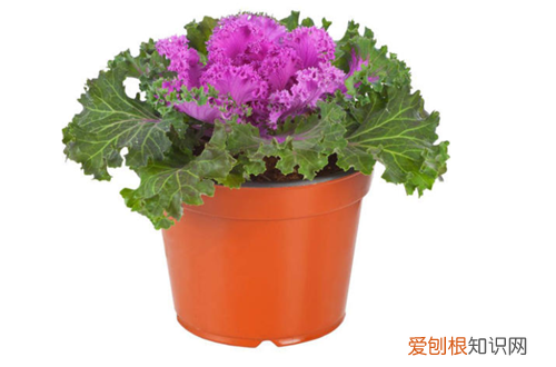 图 如何种植羽衣甘蓝 怎么对羽衣甘蓝进行管理