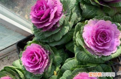 图 如何种植羽衣甘蓝 怎么对羽衣甘蓝进行管理