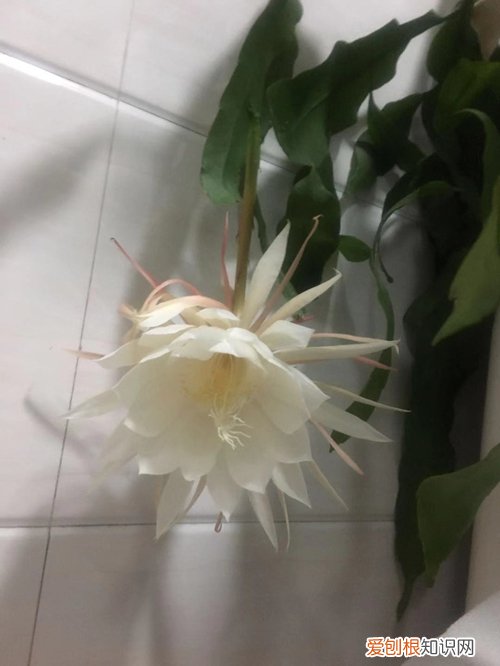 图 昙花冬天怎么养护 昙花怎么扦插