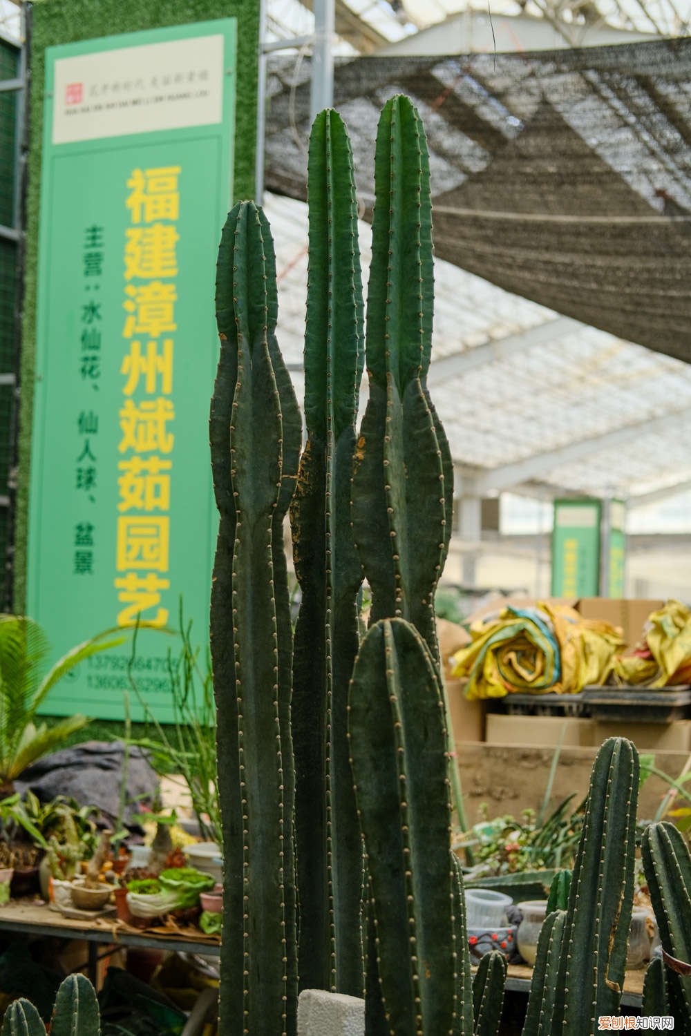 如何养好量天尺 新买的量天尺怎么养