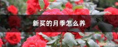 新买的月季怎么养护和管理 新买的月季怎么养