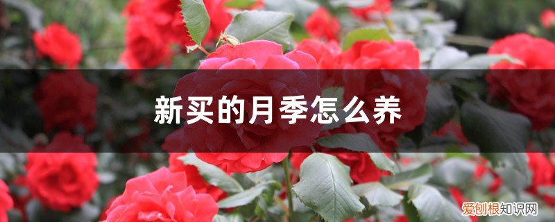 新买的月季怎么养护和管理 新买的月季怎么养