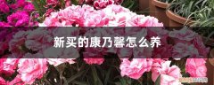 新买的康乃馨怎么养好看 新买的康乃馨怎么养