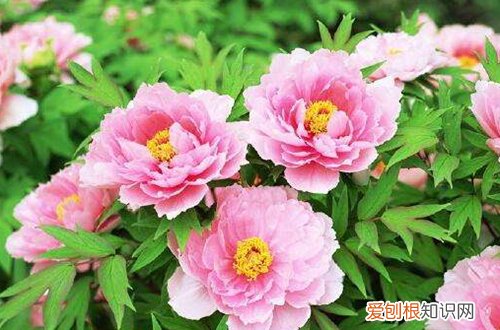 图 牡丹冬天怎么管理(牡丹冬天如何养护)