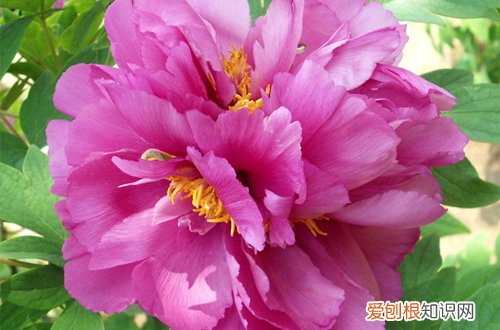图 牡丹冬天怎么管理(牡丹冬天如何养护)