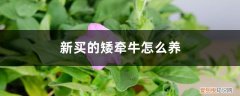 矮牵牛买回来如何养护比较好 新买的矮牵牛怎么养