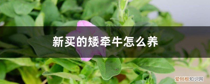 矮牵牛买回来如何养护比较好 新买的矮牵牛怎么养