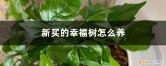 刚买的幸福树怎么养 新买的幸福树怎么养