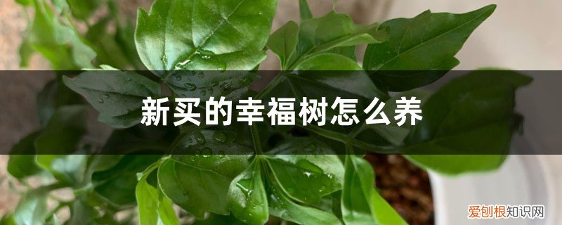 刚买的幸福树怎么养 新买的幸福树怎么养