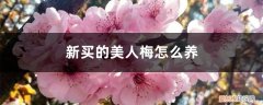 新买的美人梅怎么养