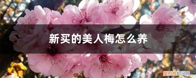 新买的美人梅怎么养