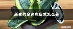 金边虎皮兰要怎么养 新买的金边虎皮兰怎么养