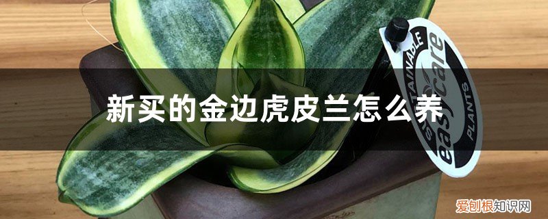 金边虎皮兰要怎么养 新买的金边虎皮兰怎么养