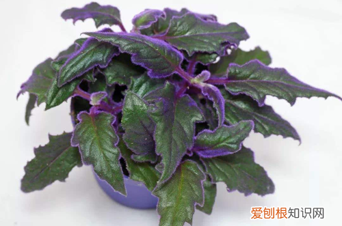 图 紫鹅绒盆栽如何管理 紫鹅绒怎么养