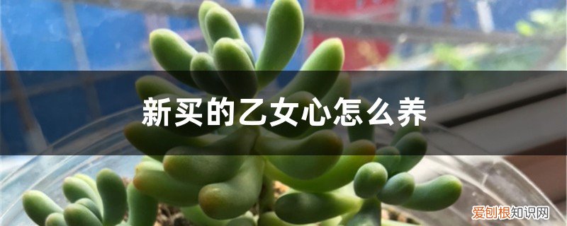 乙心女的养殖方法 新买的乙女心怎么养