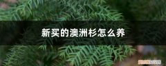 怎样养澳洲杉 新买的澳洲杉怎么养
