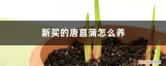 刚买回来的菖蒲怎么养 新买的唐菖蒲怎么养