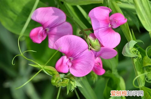 图 香豌豆怎么养 香豌豆怎么繁殖管理