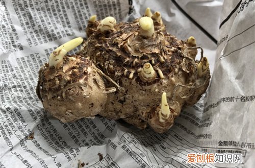 马蹄莲属于块茎类球根花卉 彩色马蹄莲、郁金香 球根、根块植物的种植经验分享