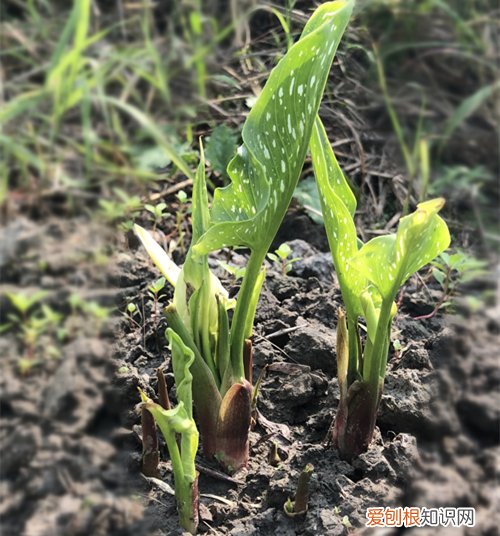 马蹄莲属于块茎类球根花卉 彩色马蹄莲、郁金香 球根、根块植物的种植经验分享