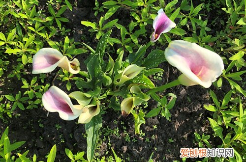 马蹄莲属于块茎类球根花卉 彩色马蹄莲、郁金香 球根、根块植物的种植经验分享