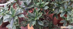 新买的瑞香花怎么养? 新买的瑞香怎么养