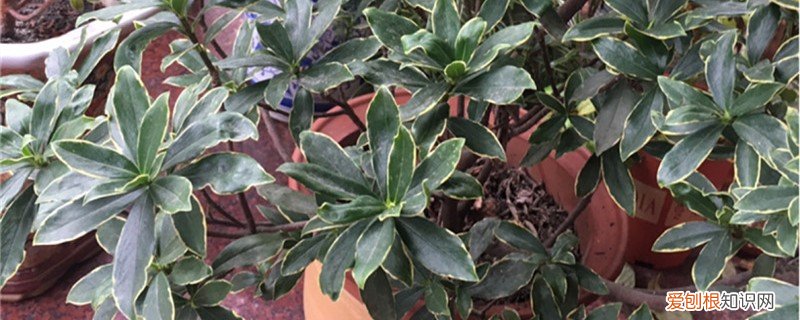 新买的瑞香花怎么养? 新买的瑞香怎么养