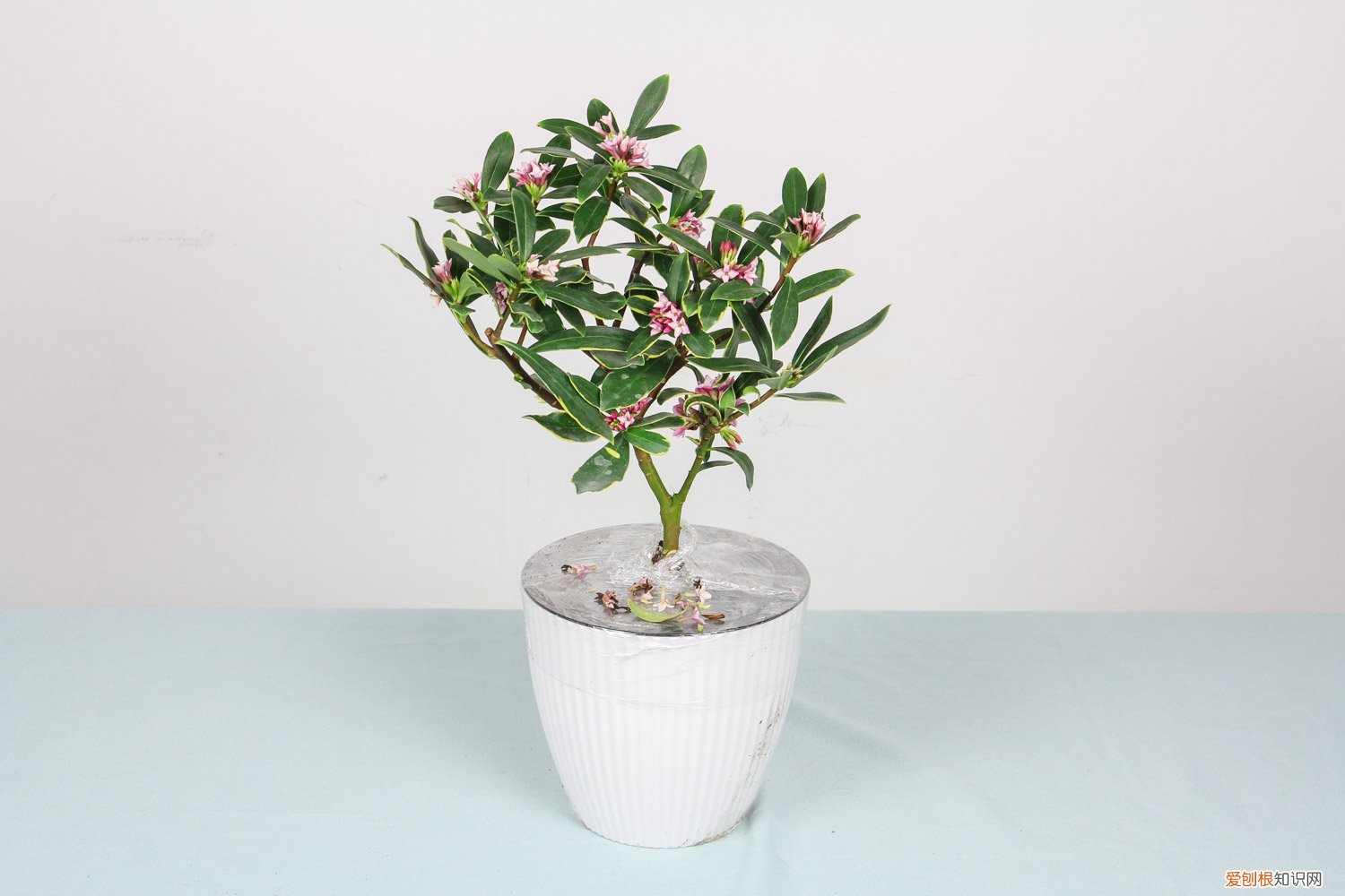 新买的瑞香花怎么养? 新买的瑞香怎么养