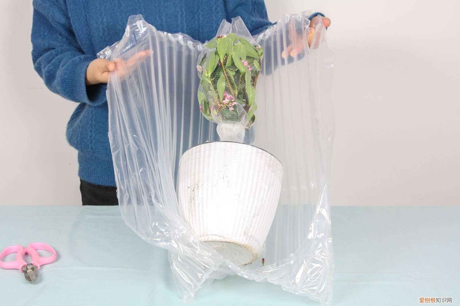 新买的瑞香花怎么养? 新买的瑞香怎么养