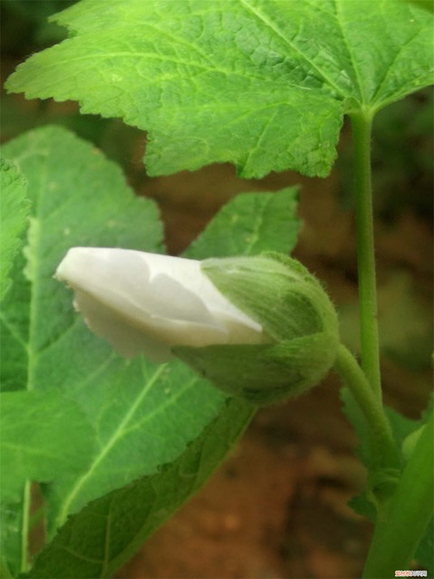 新买的蜀葵怎么养活 新买的蜀葵怎么养