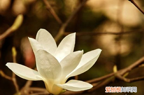 图 白玉兰怎么养护 白玉兰怎么管理