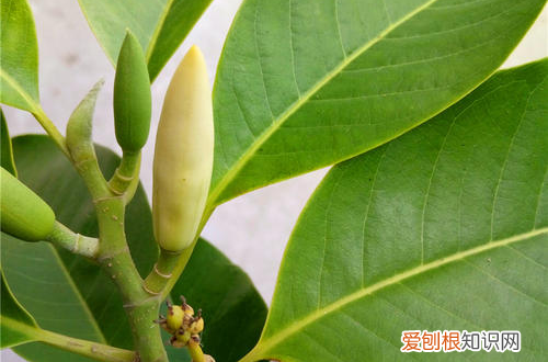 图 白玉兰怎么养护 白玉兰怎么管理