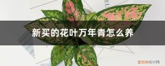 新买的花叶万年青怎么养活 新买的花叶万年青怎么养