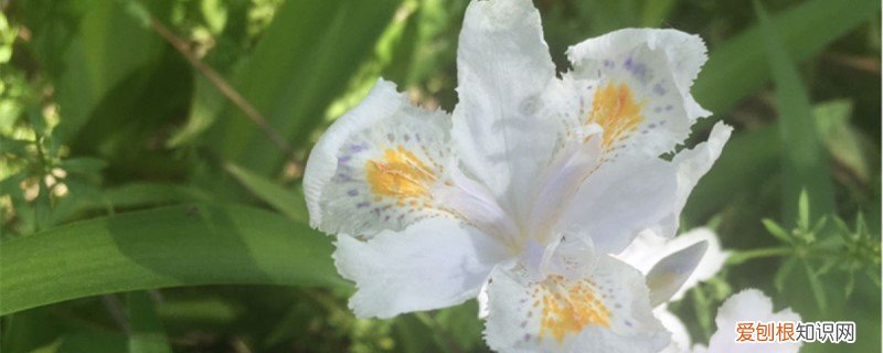 买回来开花的蝴蝶兰怎么养 新买的蝴蝶花怎么养