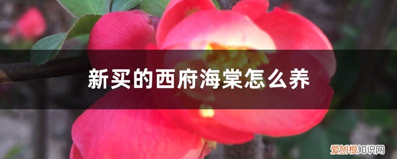 新买的西府海棠怎么养才能开花 新买的西府海棠怎么养