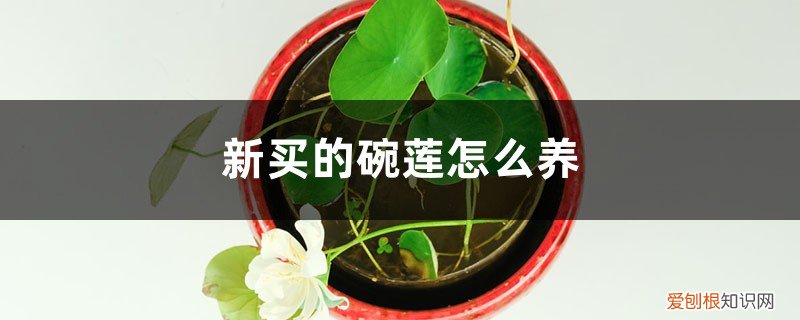怎样养碗莲? 新买的碗莲怎么养