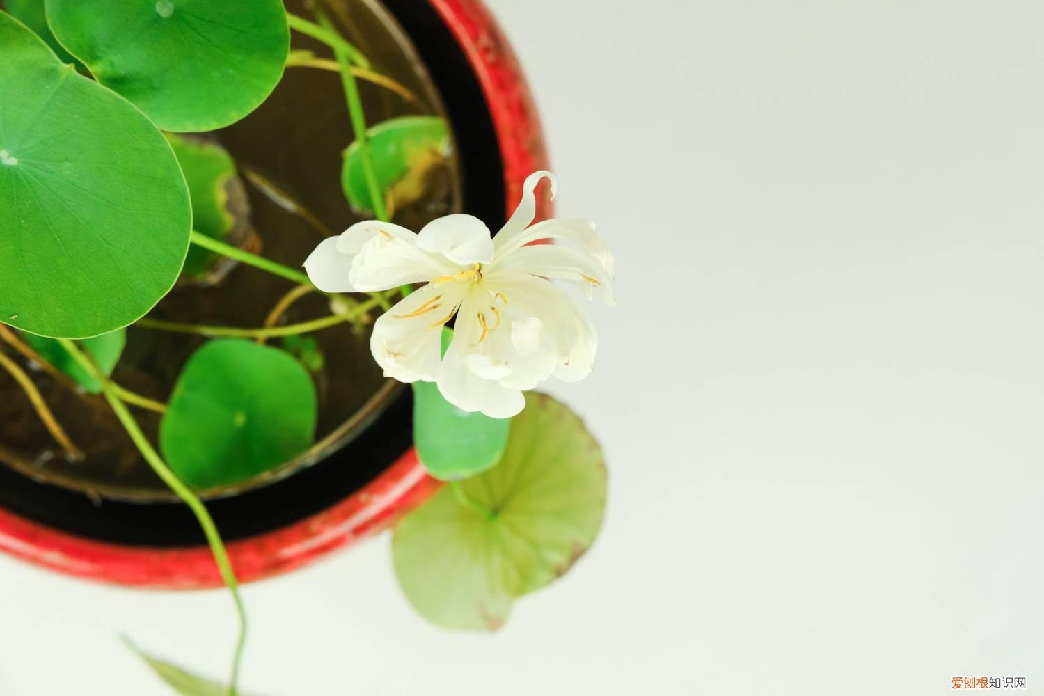 怎样养碗莲? 新买的碗莲怎么养