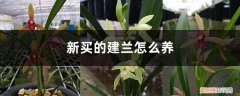 兰花建兰怎么养 新买的建兰怎么养