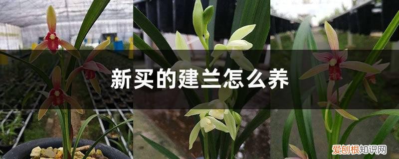 兰花建兰怎么养 新买的建兰怎么养
