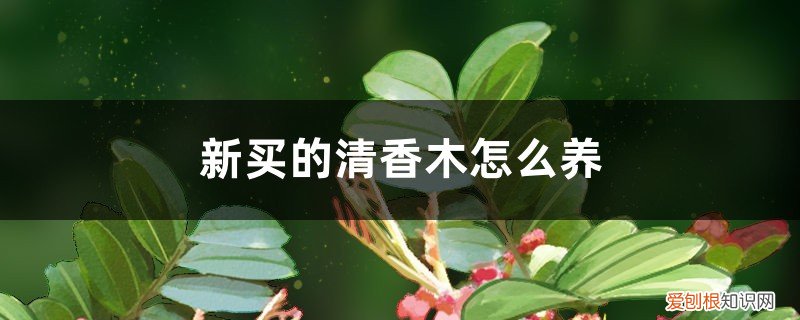 刚买的清香木怎么种植 新买的清香木怎么养